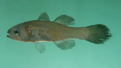 Tarr's cardinalfish (Pseudamia tarri)
