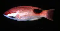 Tarry hogfish (Bodianus bilunulatus)