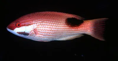 Tarry hogfish (Bodianus bilunulatus)