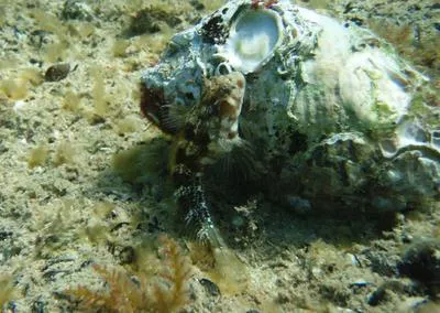 Tasmanian blenny (Parablennius tasmanianus)