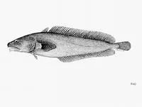 Tasmanian codling (Eeyorius hutchinsi)