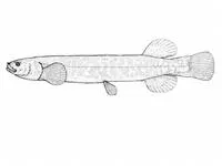 Tasmanian mudfish (Neochanna cleaveri)