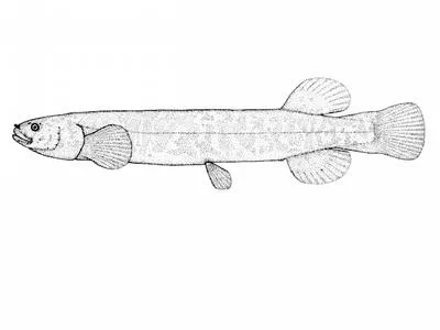 Tasmanian mudfish (Neochanna cleaveri)