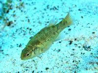 Tasmanian pigmy perch (Nannoperca australis)
