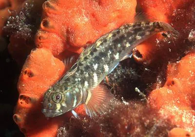 Tasmanian robust triplefin (Forsterygion gymnotum)