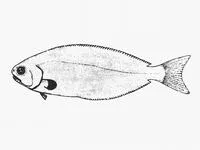 Tasmanian ruffe (Tubbia tasmanica)