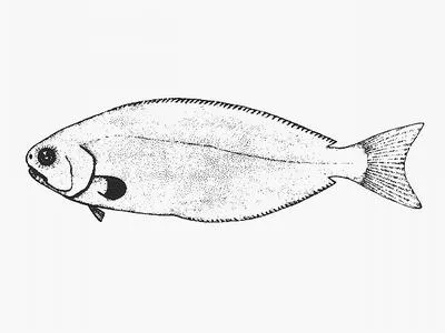 Tasmanian ruffe (Tubbia tasmanica)