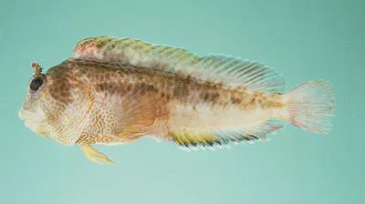 Tasseled blenny (Parablennius thysanius)