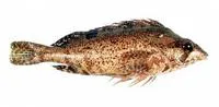 Tasseled kelpfish (Chironemus georgianus)