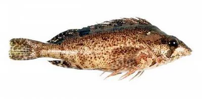 Tasseled kelpfish (Chironemus georgianus)