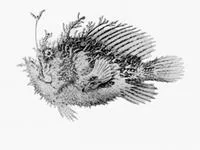 Tasselled anglerfish (Rhycherus filamentosus)