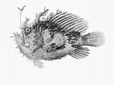 Tasselled anglerfish (Rhycherus filamentosus)