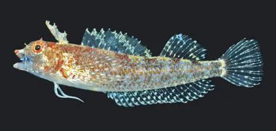 Tasselled triplefin (Apopterygion alta)