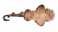 Tasselled wobbegong (Eucrossorhinus dasypogon)