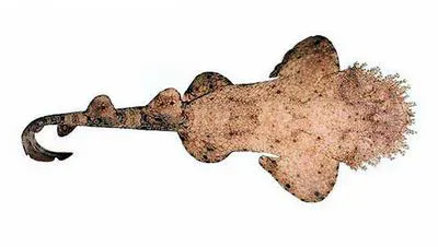 Tasselled wobbegong (Eucrossorhinus dasypogon)