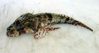 Tasselsnout flathead (Thysanophrys cirronasa)