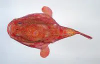 Tassled coffinfish (Chaunax fimbriatus)