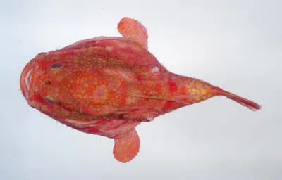 Tassled coffinfish (Chaunax fimbriatus)