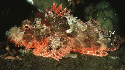 Tassled scorpionfish (Scorpaenopsis oxycephala)