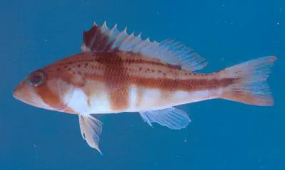 Tattler (Serranus phoebe)