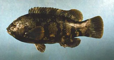Tautog (Tautoga onitis)