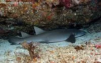 Tawny nurse shark (Nebrius ferrugineus)