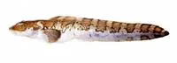 Tawnystripe eelpout (Lycodes brunneofasciatus)