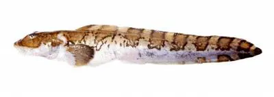 Tawnystripe eelpout (Lycodes brunneofasciatus)