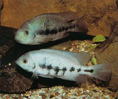 Teapa cichlid (Paraneetroplus gibbiceps)