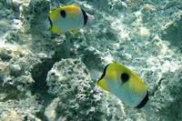 Teardrop butterflyfish (Chaetodon unimaculatus)