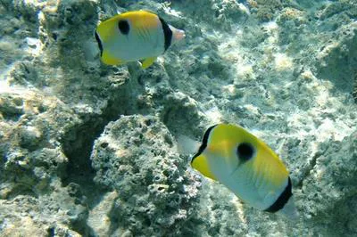 Teardrop butterflyfish (Chaetodon unimaculatus)