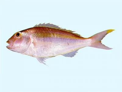 Teardrop threadfin bream (Nemipterus isacanthus)