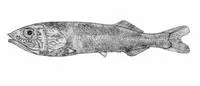 Teardrop tubeshoulder (Holtbyrnia innesi)