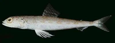 Tectus lizardfish (Synodus tectus)