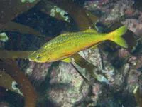 Telescope fish (Mendosoma lineatum)