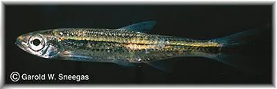 Telescope shiner (Notropis telescopus)