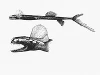 Telescopefish (Gigantura indica)