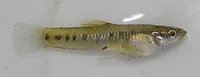 Ten spotted live-bearer (Cnesterodon decemmaculatus)