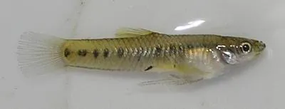 Ten spotted live-bearer (Cnesterodon decemmaculatus)