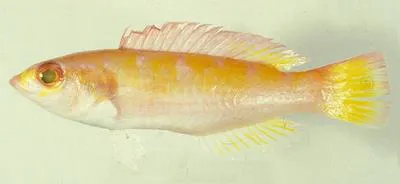 Ten-tooth wrasse (Decodon pacificus)