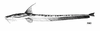 Tenbarbed banjo (Aspredinichthys tibicen)