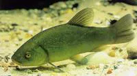 Tench (Tinca tinca)