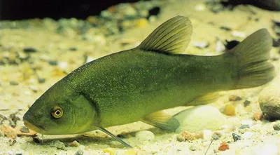 Tench (Tinca tinca)