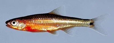 Tennessee shiner (Notropis leuciodus)