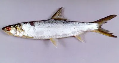 Tenpounder (Elops machnata)