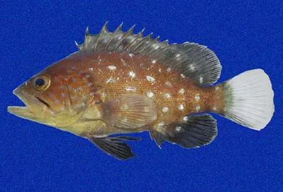 Tenspine grouper (Hyporthodus exsul)