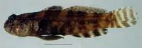 Tentacle shrimpgoby (Cryptocentrus tentaculatus)