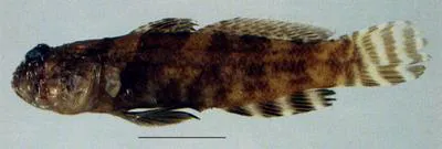 Tentacle shrimpgoby (Cryptocentrus tentaculatus)