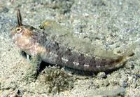 Tentacled blenny (Parablennius tentacularis)