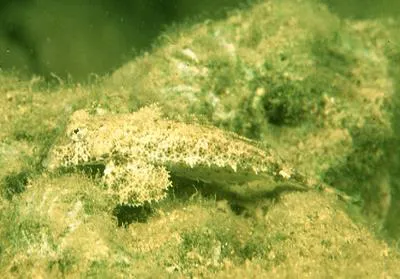 Tentacled dragonet (Anaora tentaculata)